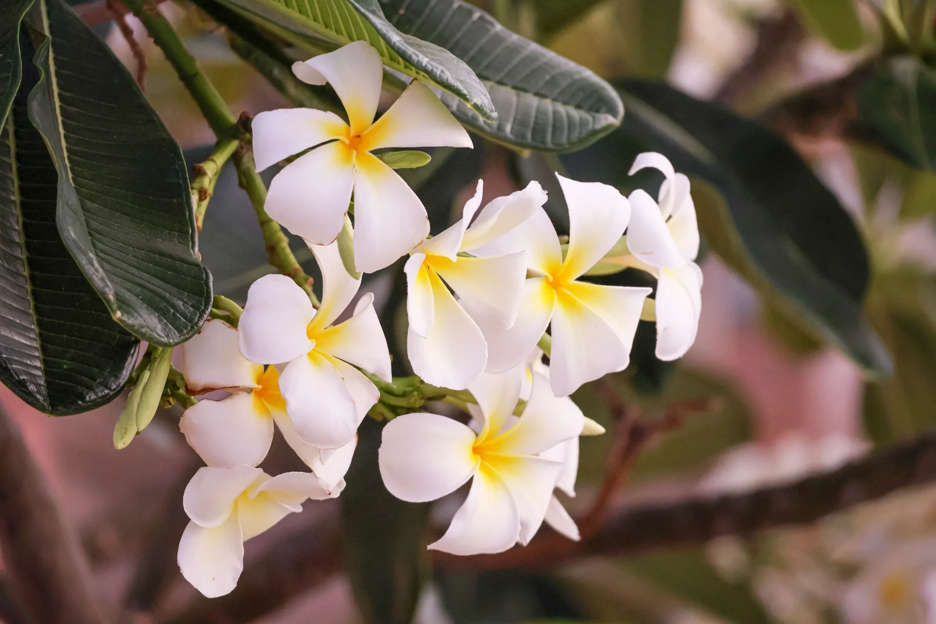 White and yellow plumeria blossoms representing nutrient wellness injections on Maui